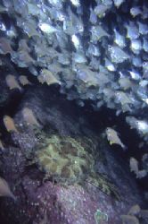 Bullseyes keeping their distance from a Wobbegong shark by Richard Smith 